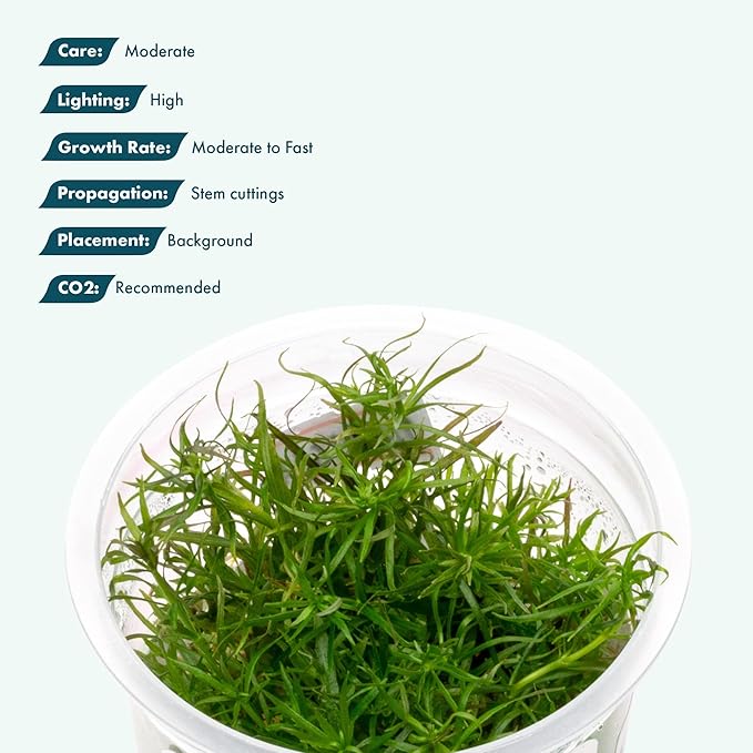 SubstrateSource Live Plant - Pogostemon Stellatus (Pogostemon stellatus) - Background Stem, Snail-Free in Vitro Aquarium Plant - Tissue Culture