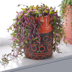 Sprout N Green Ruby Necklace, Othonna capensis L.H.Bailey Live Succulent Rooted in 4" Pot, Purple Hanging Trailing Plant for Home Office Wedding Decoration DIY Project Party Favor, Pet Friendly