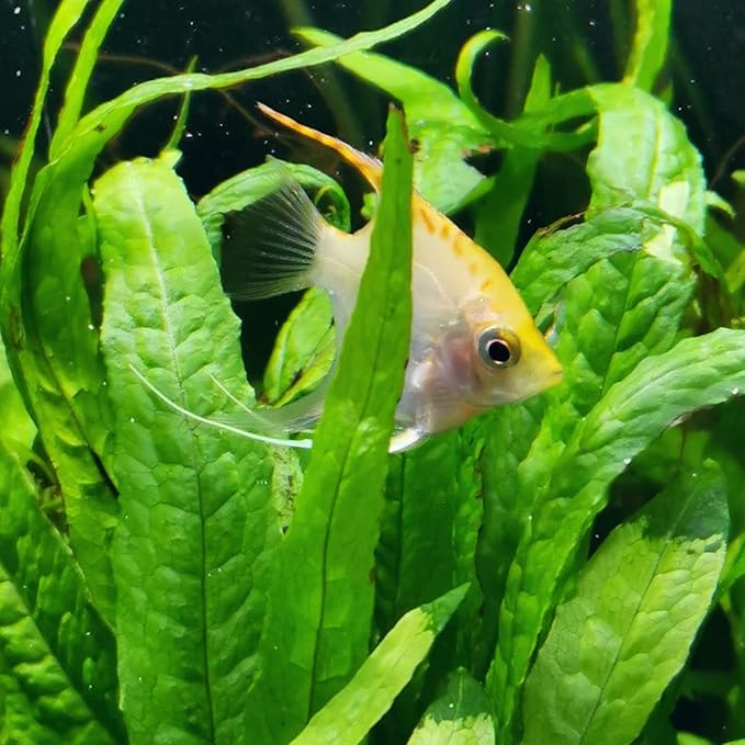 Mainam 4 Different Alternanthera Lilacina Amazon Sword Java Fern Java Moss Tropical Freshwater Live Aquarium Plant Decorations 3 Days BUY2GET1FREE