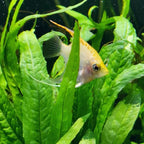 Mainam 4 Different Alternanthera Lilacina Amazon Sword Java Fern Java Moss Tropical Freshwater Live Aquarium Plant Decorations 3 Days BUY2GET1FREE