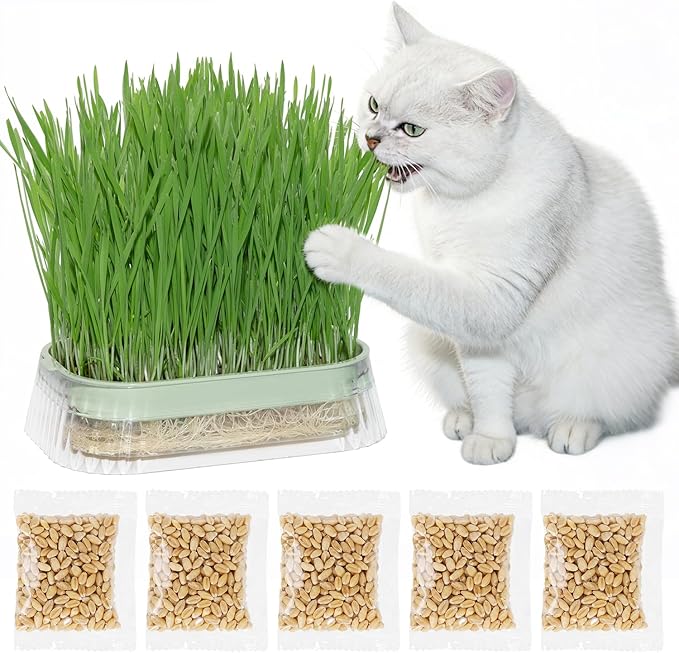 Cat Grass for Indoor Cats with 5 Pack Non GMO Wheat Seeds, Organic Grass Growing Kit, Soil-Free Planter, Perfect for Beginners, Cat Friendly Plants, Ideal Birthday Gift for Cat Lovers