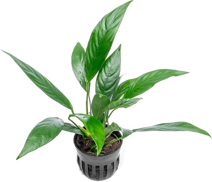 SubstrateSource Anubias Live Aquarium Plants - Potted Freshwater Plant for Fish Tanks, Terrariums - Beginner Friendly Low Light (Glabra, 3 Pots)
