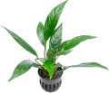 SubstrateSource Anubias Live Aquarium Plants - Potted Freshwater Plant for Fish Tanks, Terrariums - Beginner Friendly Low Light (Glabra, 3 Pots)