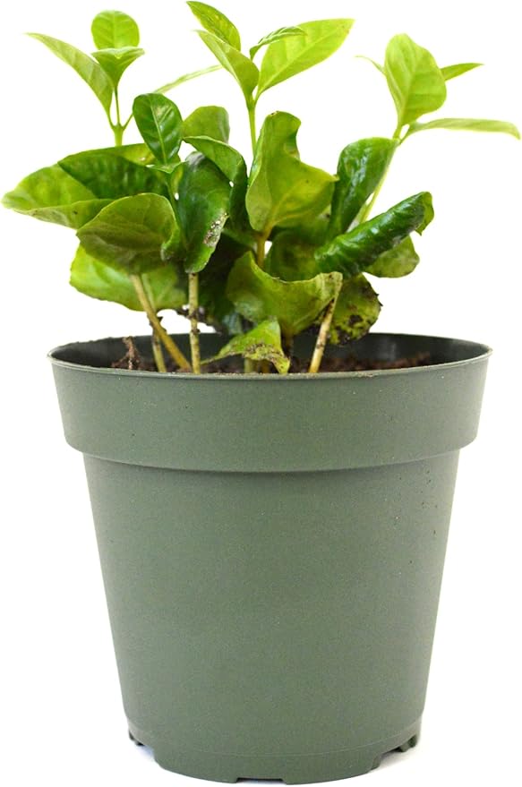 9GreenBox - Arabica Coffee Plant - 4" Pot