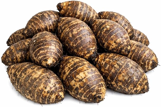 20 Live Colocasia Esculenta Elephant Ear Taro Gabi Kalo Eddo Bulbs #TSMN