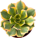 4" Aeonium Sunburst Succulents Plants Live, Rare Succulent Plants Fully Rooted in Succulent Soil, Unique Live House Plant for Home Office Decor, by The Succulent Cult
