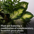 American Plant Exchange Dish Garden – 6-Inch with Pot Cover – Live Assorted Indoor Plants, Easy Care Greenery Arrangement for Office Desks, Tabletops, Gifts & Home or Apartment Décor