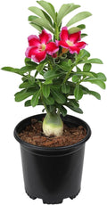 Pink Desert Rose Plant Live Succulent, 1 Gal Grower Pot, Adenium Desert Rose Plant Live Indoor Houseplants & Outdoor Succulents, Easy Care Flowering Plants by Plants for Pets