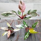 Princess Philodendron Plant, Rare Tropical Variegated Live Indoor Houseplant, 5-8" Tall, No Pot (Mixed Princess Philodendron Plants)