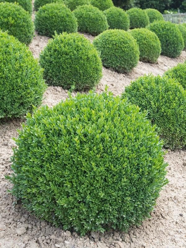 RedCrocus Green Gem' Hybrid Boxwood- Evergreen Shrub for Hedges & Borders, Deer Resistant, Pet Safe, Container Friendly, Well-Drained Soil, Easy Care 1 Gallon