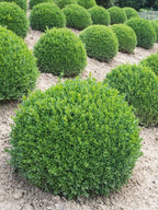 RedCrocus Green Gem' Hybrid Boxwood- Evergreen Shrub for Hedges & Borders, Deer Resistant, Pet Safe, Container Friendly, Well-Drained Soil, Easy Care 1 Gallon