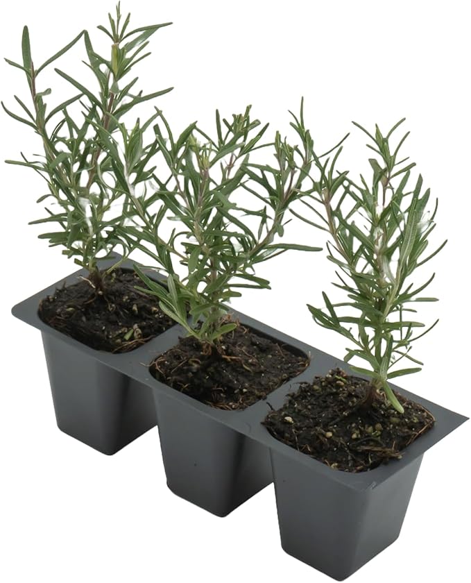 3 Tuscan Blue Rosemary, Live Plants – Rosmarinus Officinalis – Hardy & Fragrant Herb in 2.5” Nursery Pots – Grows Up to 5 Ft, Easy to Maintain, Great for Cooking, Landscaping & Aromatherapy