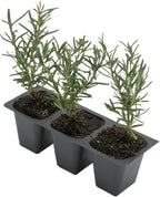 3 Tuscan Blue Rosemary, Live Plants – Rosmarinus Officinalis – Hardy & Fragrant Herb in 2.5” Nursery Pots – Grows Up to 5 Ft, Easy to Maintain, Great for Cooking, Landscaping & Aromatherapy