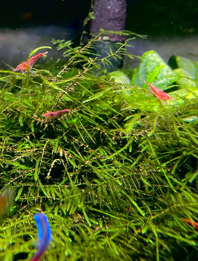 Marcus Fish Tanks Java Moss Freshwater Aquarium Plants Java Moss Live Plant for Aquarium
