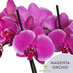 Green Circle Growers 4IN Duo Magenta Orchid in Pink Ceramic Pot | Live Orchid Planter Duo | Modern Colorful Indoor Plant