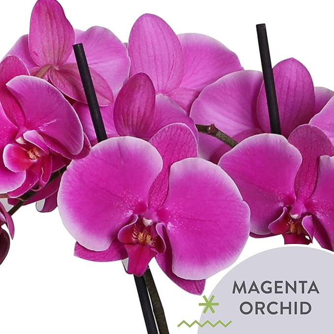 Green Circle Growers 4IN Duo Magenta Orchid in Pink Ceramic Pot | Live Orchid Planter Duo | Modern Colorful Indoor Plant