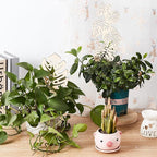 OLYCRAFT 4Pcs 2 Style Wood Plant Trellis Monstera Leaf Wood Trellis for Potted Plants Small Indoor Plant Trellis Wood Vine Plant Support for Climbing Plants Potted Plants Support - 9.8~15.6 inch Long