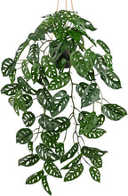 Large Fake Hanging Plants in Pot with Hook, 37" Artificial Hanging Monstera Albo Vines Plants, Fake Potted Greenery Plant for Room Wall Living Room Bathroom Kitchen, Big Faux Ivy Houseplants for Shelf