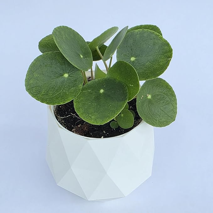 Chinese Money Plant Live (Pilea Peperomioides) in White Geometric Self-Watering Planter, Modern Indoor Houseplant, Minimalist Home & Office Desk Decor, Easy Care Gift, Air Purifying Plant