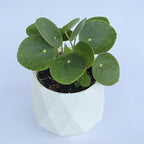 Chinese Money Plant Live (Pilea Peperomioides) in White Geometric Self-Watering Planter, Modern Indoor Houseplant, Minimalist Home & Office Desk Decor, Easy Care Gift, Air Purifying Plant