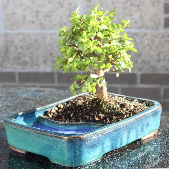 Brussel's Bonsai Live Dwarf Jade Bonsai Tree, Indoor - Medium, 4 Years Old, 8 to 12 Inches Tall - Jade Tree in Decorative Water Bonsai Pot