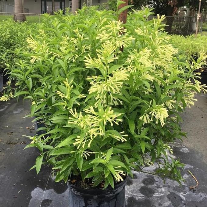 Night Blooming Jasmine Live Plant - Cestrum Nocturnum. Fragrant Flowering Shrub for Garden, Patio or Window (4 ngt.jas Cups)