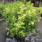 Night Blooming Jasmine Live Plant - Cestrum Nocturnum. Fragrant Flowering Shrub for Garden, Patio or Window (2 ngt.jas sacs)