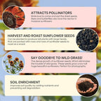 Groundio Chocolate Cherry Sunflower Seeds, 6-8 FT Giant Burgundy Black Sunflower, 80+ Helianthus Annuus Seeds, Non-GMO | Heirloom | High Germination | Attracts Pollinators