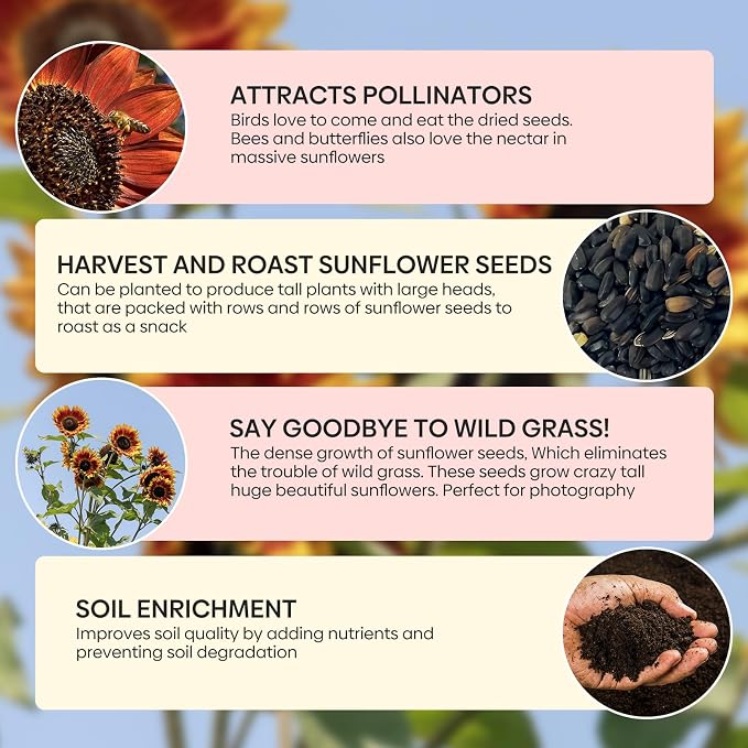 Groundio Chocolate Cherry Sunflower Seeds, 6-8 FT Giant Burgundy Black Sunflower, 80+ Helianthus Annuus Seeds, Non-GMO | Heirloom | High Germination | Attracts Pollinators
