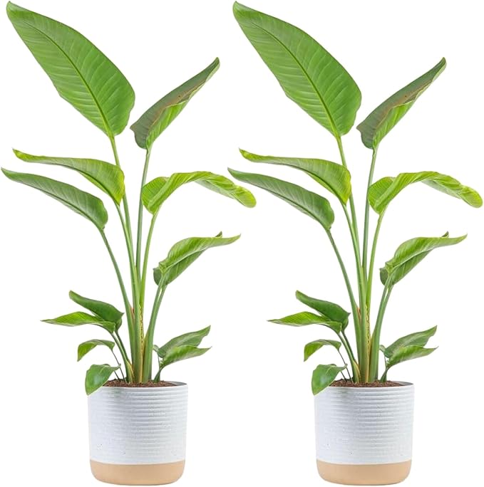 Costa Farms White Bird of Paradise Plant (2-Pack), Live Indoor Plants Houseplants in Indoors Planter Pots, Soil, Housewarming Gift, Living Room, Office, and Home Decor, 2-3 Feet Tall