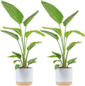 Costa Farms White Bird of Paradise Plant (2-Pack), Live Indoor Plants Houseplants in Indoors Planter Pots, Soil, Housewarming Gift, Living Room, Office, and Home Decor, 2-3 Feet Tall