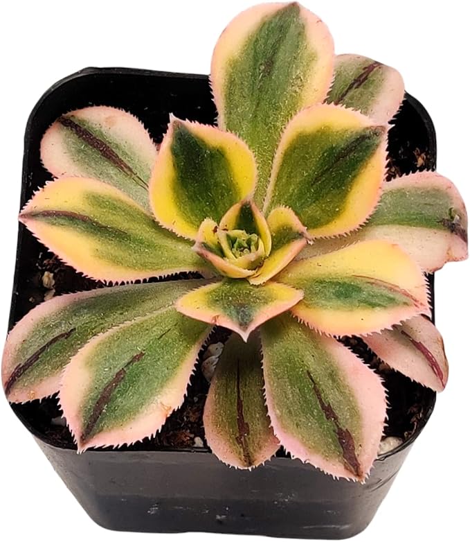 Live Succulent Cactus Plants from USKC (2" Pot) (Aeonium Sunburst)