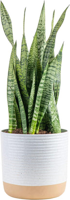 Live Succulents in White Planter Pots, Live Succulent Plants Live Plants in Succulent Pots & Costa Farms Snake Plant, Live Indoor and Outdoor Sansevieria Plant, 2-3 Feet Tall