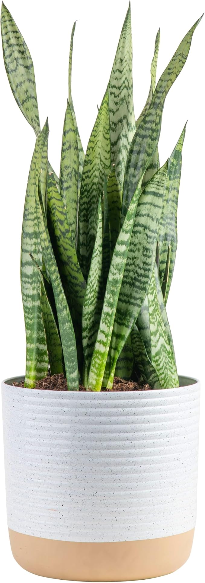 Live Succulents in White Planter Pots, Live Succulent Plants Live Plants in Succulent Pots & Costa Farms Snake Plant, Live Indoor and Outdoor Sansevieria Plant, 2-3 Feet Tall