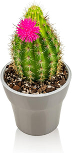 Gardenera Professional Succulent Soil Premium All Purpose Blend | Pre-Mixed Ready to Use for Cactus and Succulents | Sphagnum Peat Moss, Perlite, New Zealand Pine Bark - Made in USA - 10 Quart