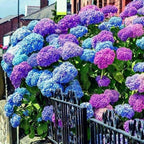 30pcs Blue Pink Purple Hydrangea Seeds - Stunning and Resilient Perennial Flowers for Your Garden