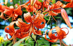 50PCS Orange Tiger Lily Seeds Rare Bloom Flower Seeds Heirloom