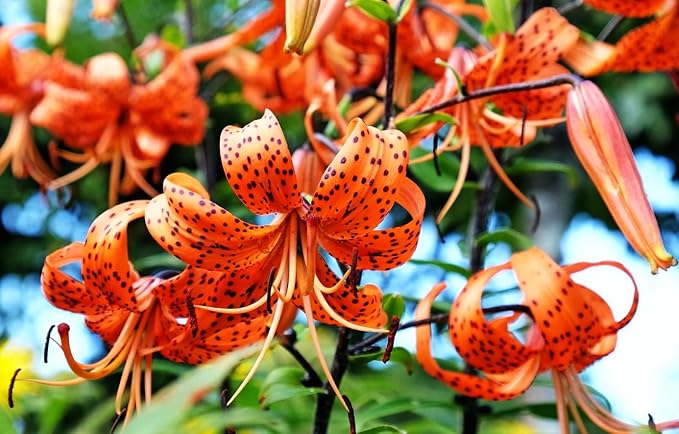 50PCS Orange Tiger Lily Seeds Rare Bloom Flower Seeds Heirloom
