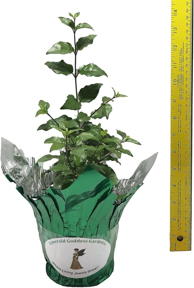 Kings Mantle - Thunbergia erecta - Live Shrub Plant - Vivid Purple Yellow Flower -Emerald Goddess Gardens - Starter Sz 4 Inch Pot