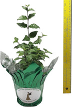 Kings Mantle - Thunbergia erecta - Live Shrub Plant - Vivid Purple Yellow Flower -Emerald Goddess Gardens - Starter Sz 4 Inch Pot