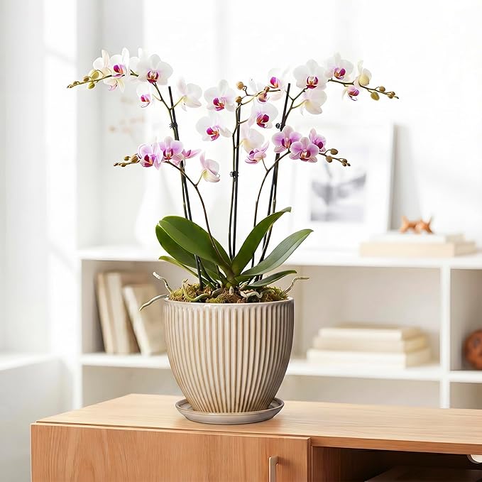 8 Inch Pots for Plants, Ceramic Planter with Drainage Hole and Saucer, Decorative Indoor Plant Pots for Snake Plants, Modern Round Flower Pot, Office House Decor, Gardening Gifts, Beige