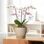 8 Inch Pots for Plants, Ceramic Planter with Drainage Hole and Saucer, Decorative Indoor Plant Pots for Snake Plants, Modern Round Flower Pot, Office House Decor, Gardening Gifts, Beige