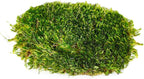 SuperMoss (21542) Mood Moss Preserved, Fresh Green, 4oz