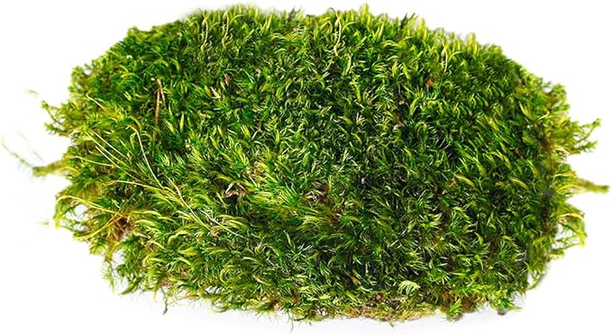 SuperMoss (21542) Mood Moss Preserved, Fresh Green, 4oz