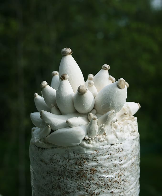 Root Mushroom Farm-Mushroom Liquid Cultures/King Oyster(Pleurotus eryngii)