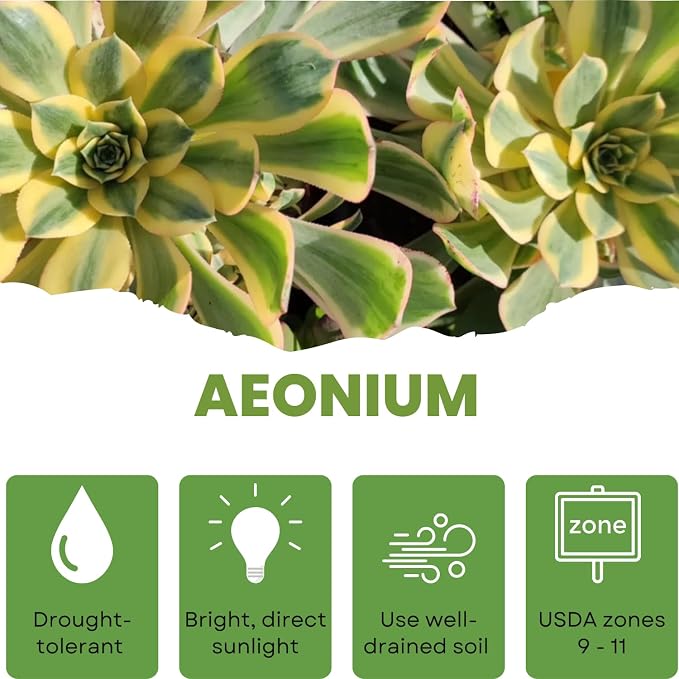 Easy Care Aeonium Plant Live 4” Pot, Rare Succulents Plants Live, Well Rooted, Easy Care House Plants (Pink Variegated)