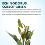 SubstrateSource Echinodorus Ozelot Green Sword Live Plant for Freshwater Aquariums, Natural Fish Tank Decorations, and Aquatic Decor (1 Pot (2-3 Plants))