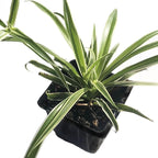 Smoke Camp Crafts Organic Spider Plant Collection - Vittatum, Shamrock and Reverse Variegated Spider Plants in 2.5-Inch Pots