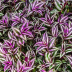 Tradescantia Plant Live 4'' Pot, Variegated Wandering Jew, Tradescantia Hanging Vine, Indoor Houseplant for Planting (Purple Wandering Jew)