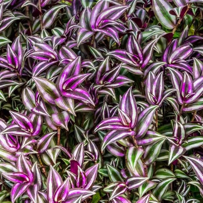 Tradescantia Plant Live 4'' Pot, Variegated Wandering Jew, Tradescantia Hanging Vine, Indoor Houseplant for Planting (Purple Wandering Jew)